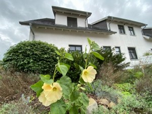 Bild: Urlaub auf Deutschlands größter und wohl schönster Insel, Rügen. inkl. WLAN